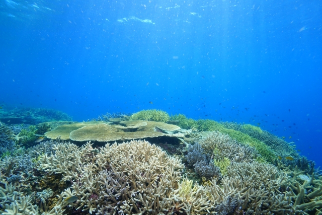 翻訳・通訳サービス